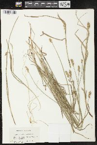 Carex normalis image