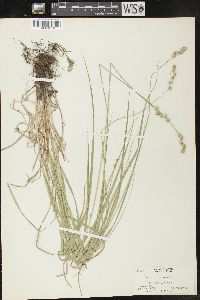 Carex normalis image