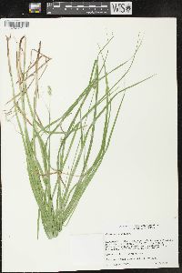 Carex normalis image