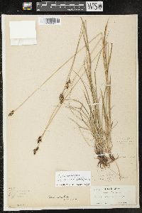 Carex norvegica subsp. stevenii image