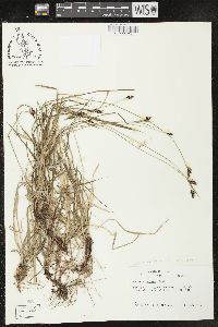 Carex norvegica image