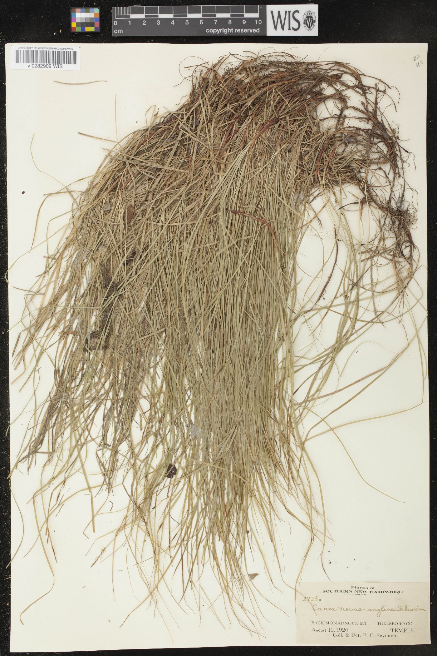 Carex novae-angliae image