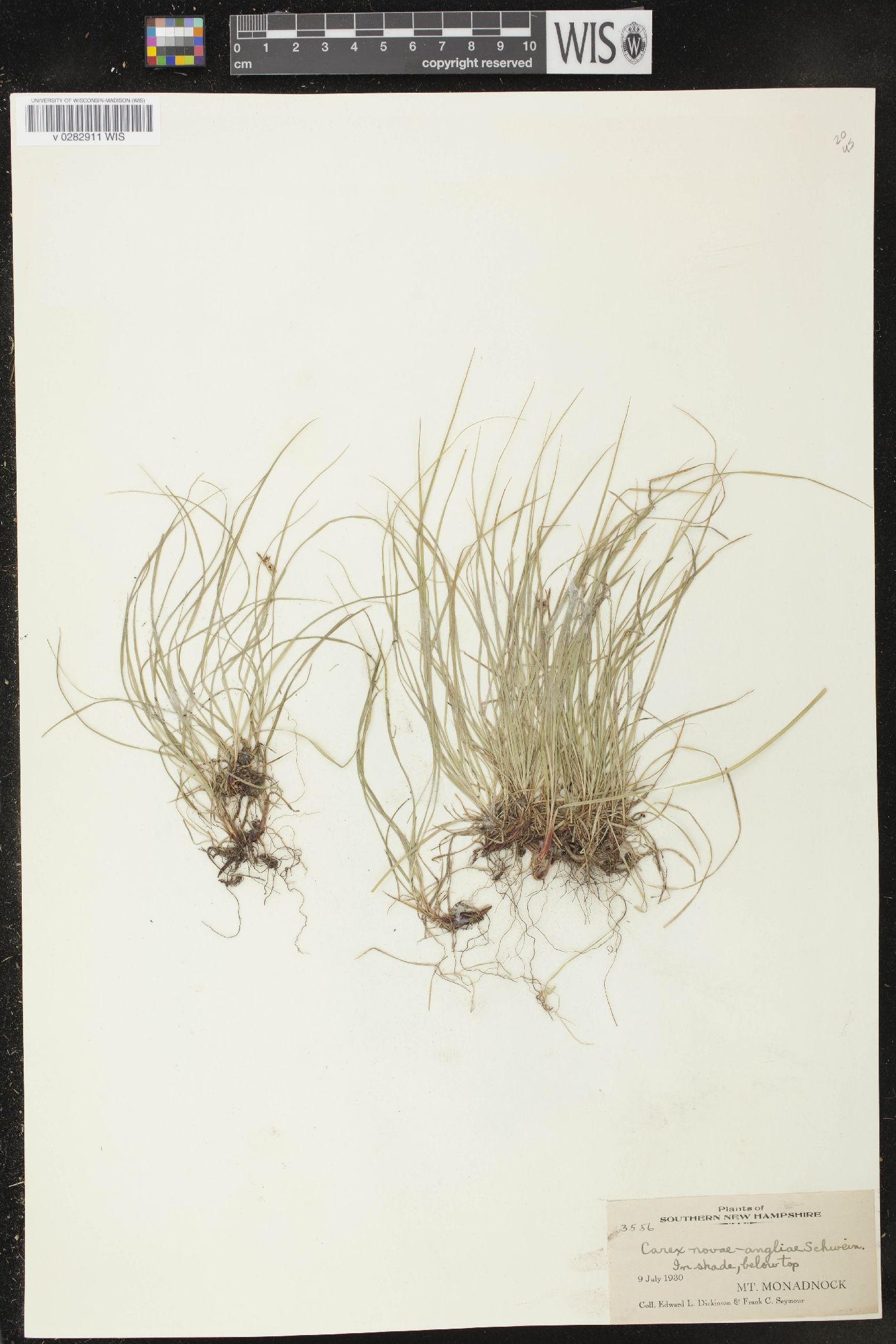 Carex novae-angliae image