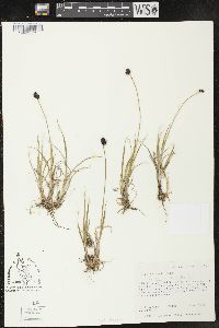 Carex nova image