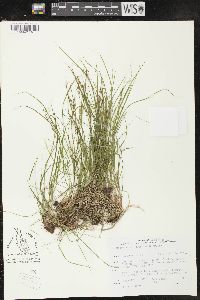 Carex novae-angliae image