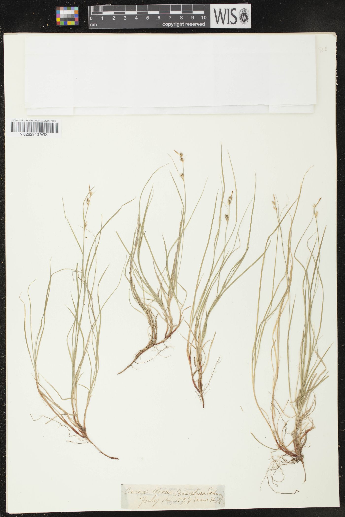 Carex novae-angliae image