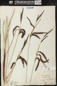 Carex obnupta image