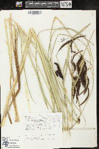 Carex obnupta image