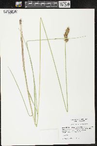 Carex oklahomensis image