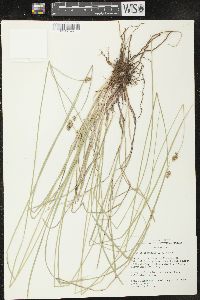 Carex occidentalis image