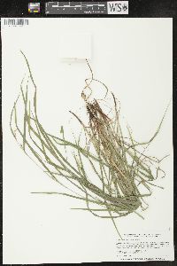 Carex oligocarpa image