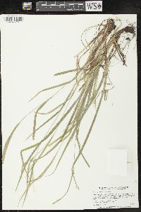 Carex oligocarpa image