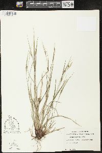 Carex oligocarpa image