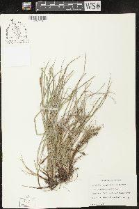 Carex oligocarpa image