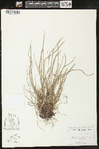 Carex oligocarpa image