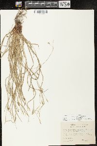 Carex oligocarpa image