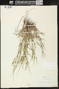 Carex oligocarpa image