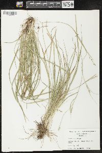 Carex oligocarpa image