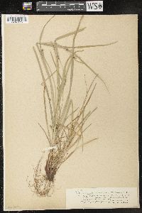 Carex oligocarpa image