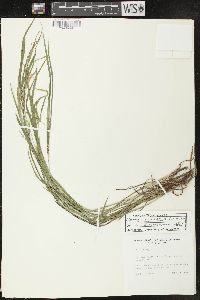 Carex oligocarpa image