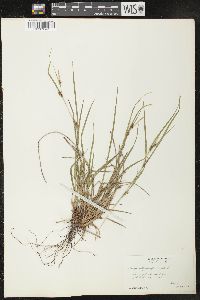 Carex oligocarpa image