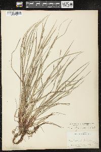 Carex oligocarpa image