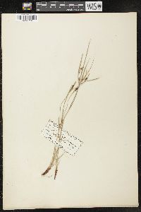 Carex oligocarpa image