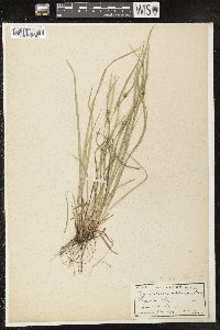 Carex oligocarpa image