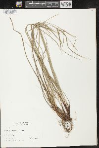 Carex oligocarpa image