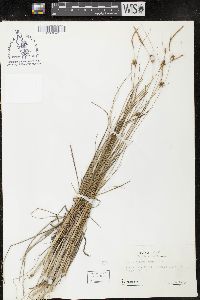 Carex oligosperma image