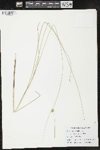 Carex oligosperma image