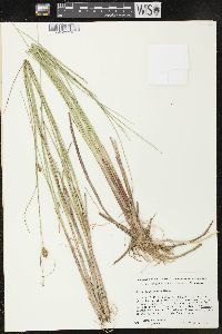 Carex oligosperma image