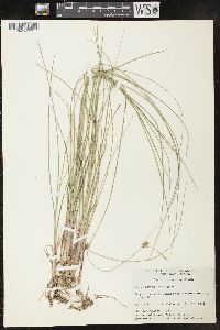 Carex oligosperma image