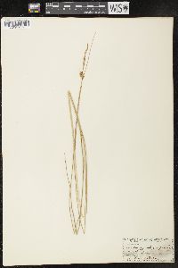 Carex oligosperma image