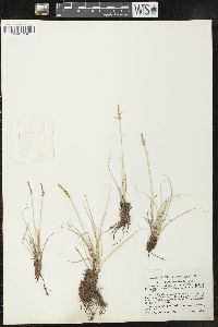 Carex oreocharis image