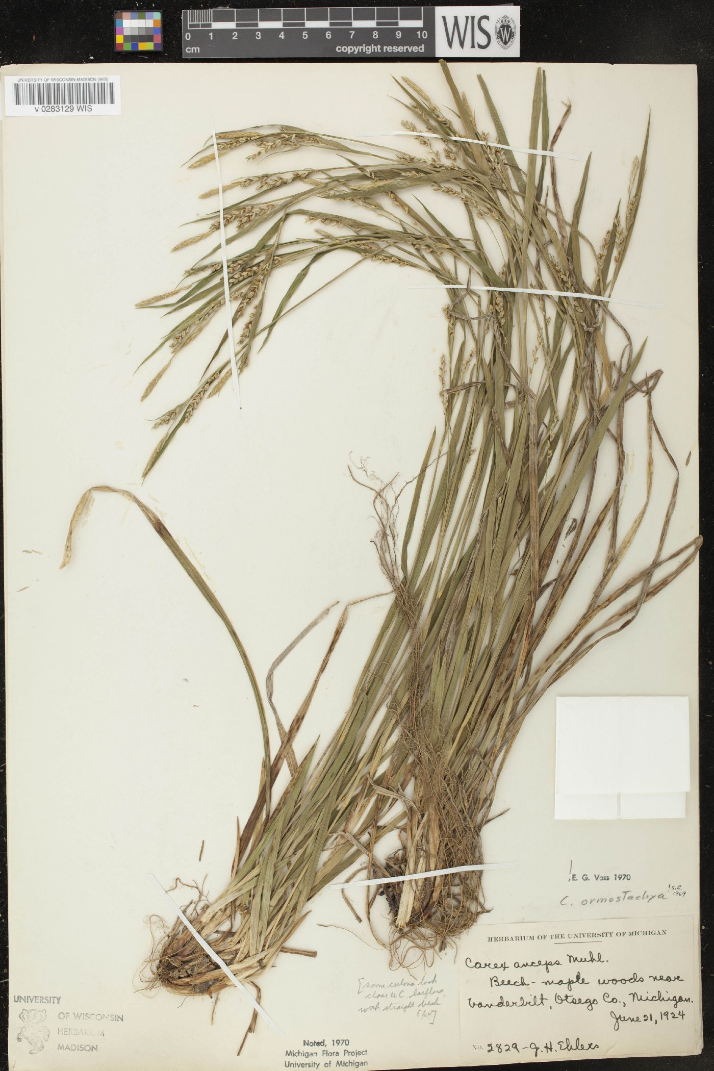 Carex ormostachya image