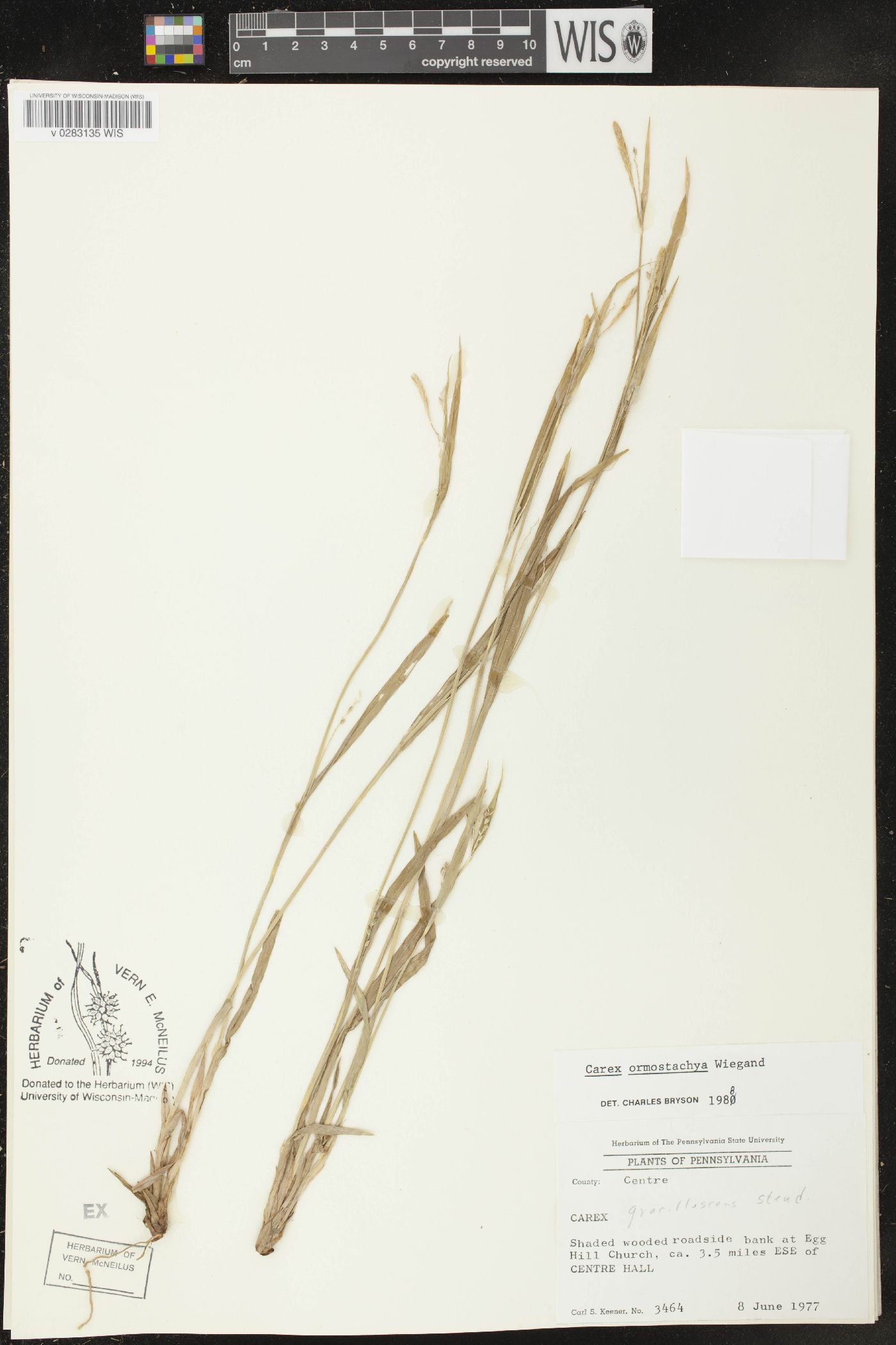 Carex ormostachya image