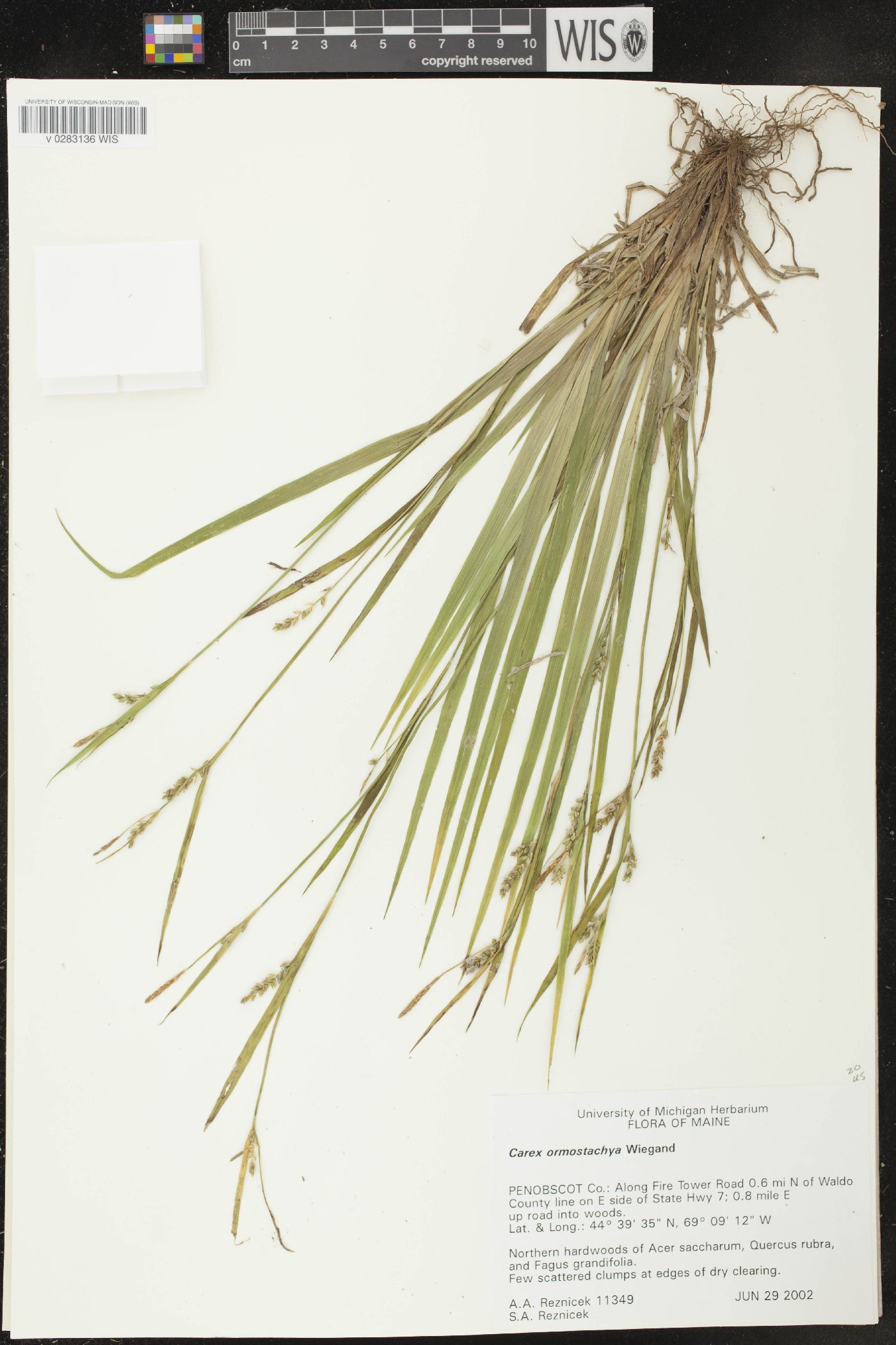 Carex ormostachya image