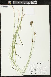 Carex oronensis image