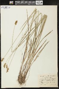 Carex oronensis image