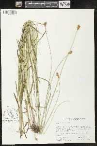 Carex oronensis image