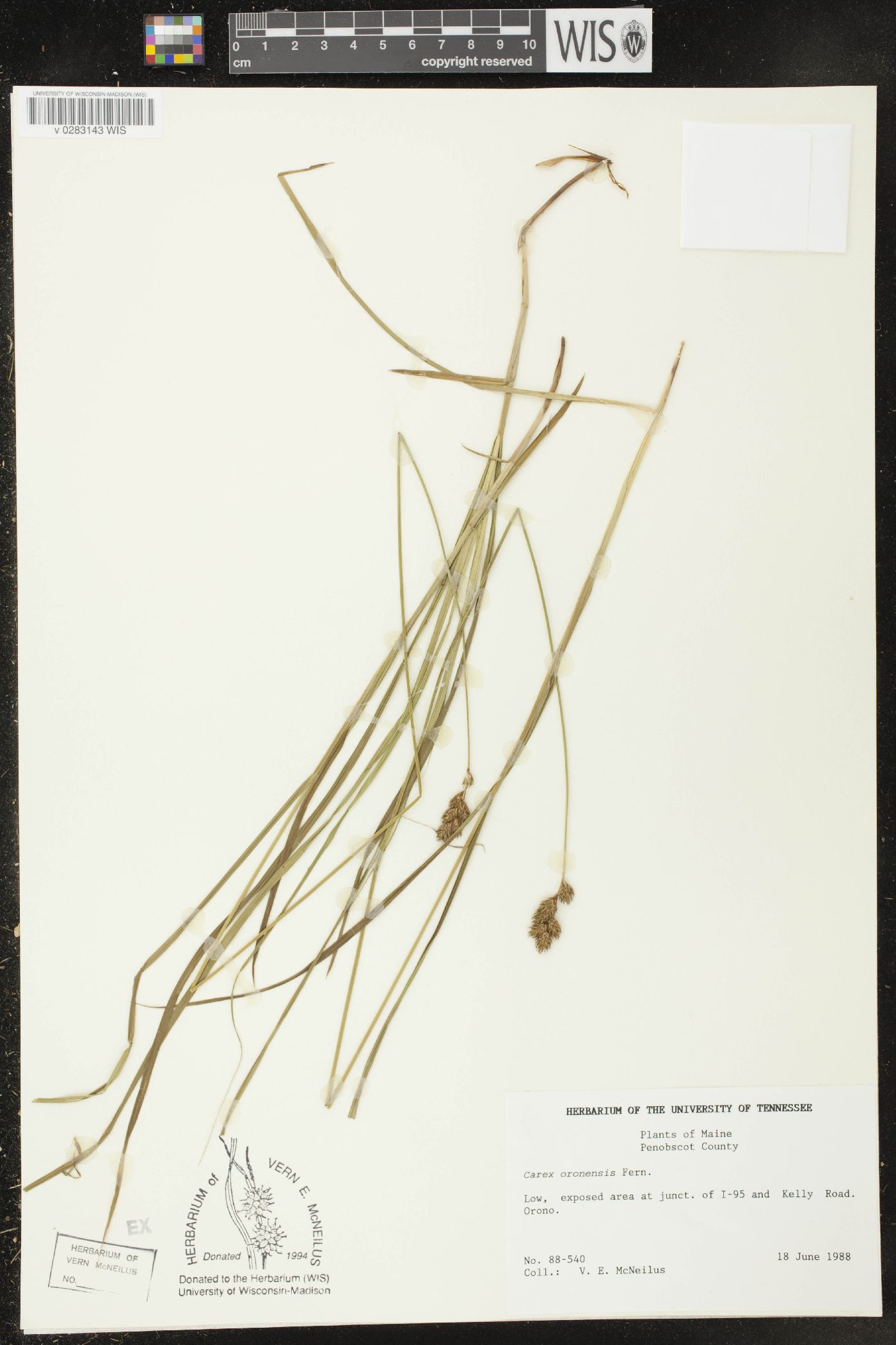 Carex oronensis image