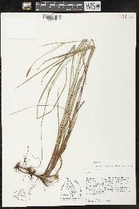 Carex oronensis image