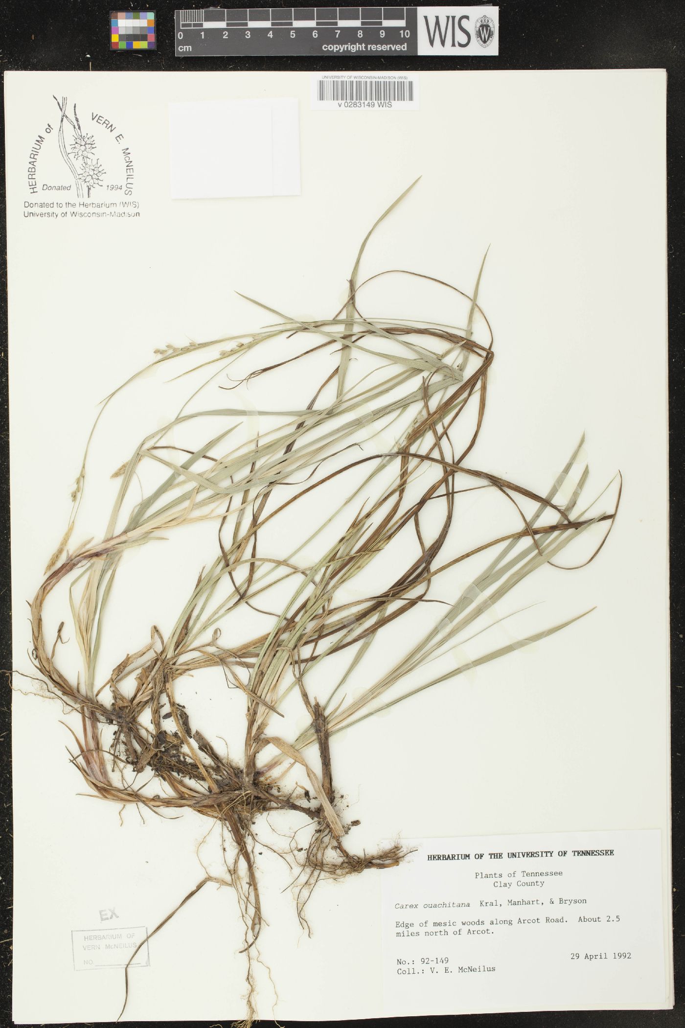 Carex ouachitana image