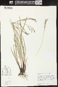 Carex oxylepis image