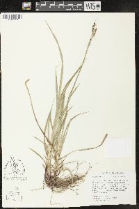 Carex oxylepis image