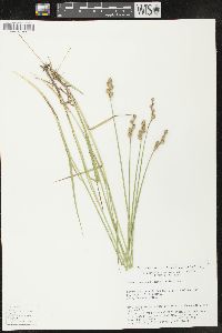 Carex ozarkana image