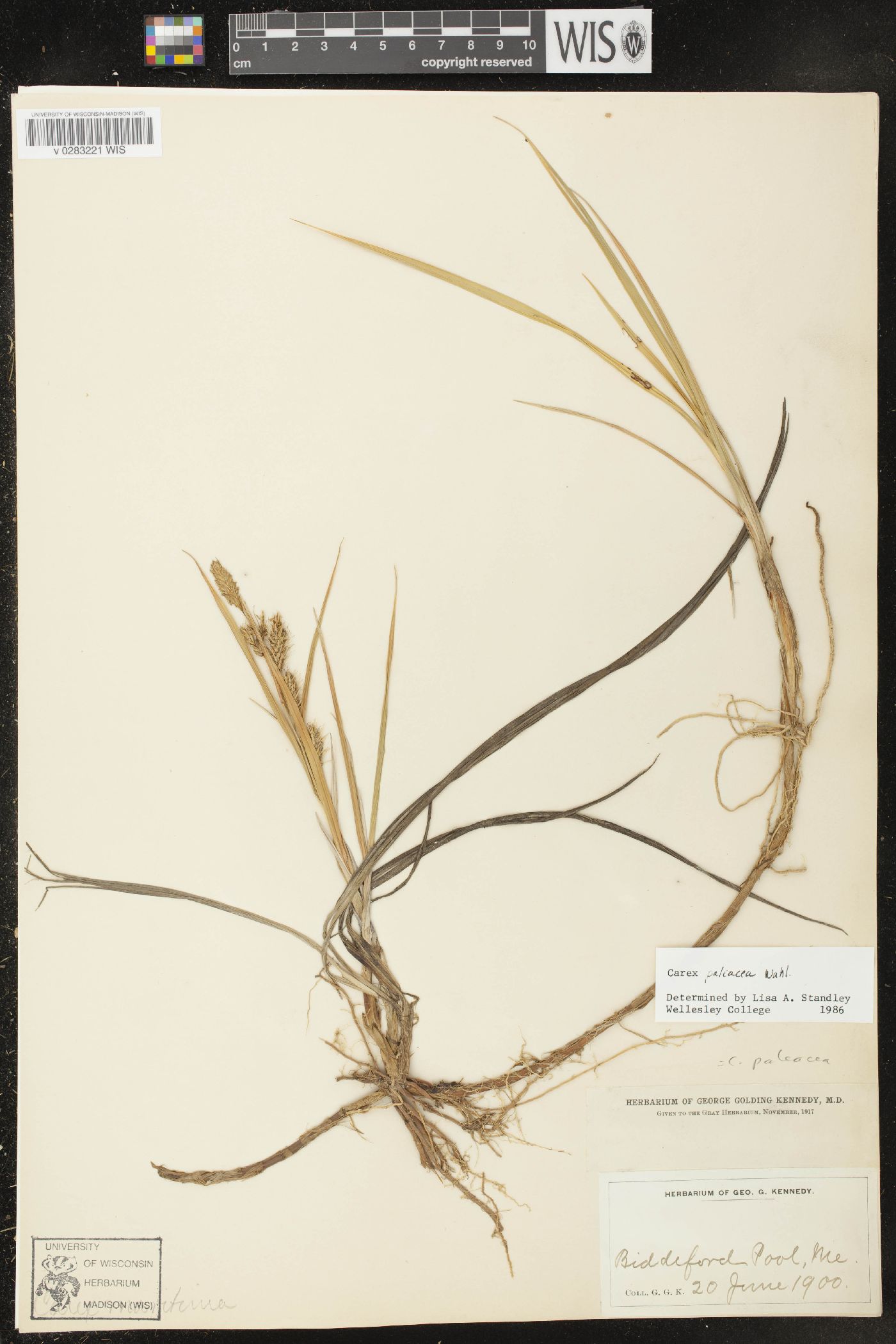 Carex paleacea image