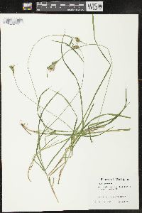 Carex pallescens image