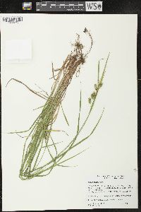 Carex pallescens image